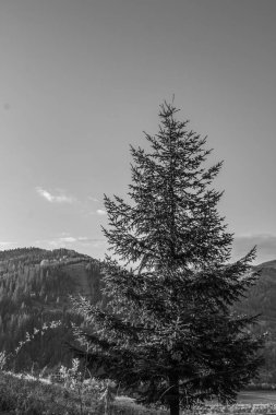 Orman, Karpatlar, Doğa Fotoğrafları - Avrupa, Doğu Avrupa, Romanya 