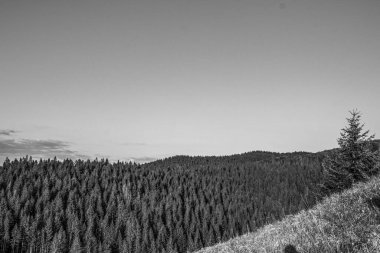 Orman, Karpatlar, Doğa Fotoğrafları - Avrupa, Doğu Avrupa, Romanya 