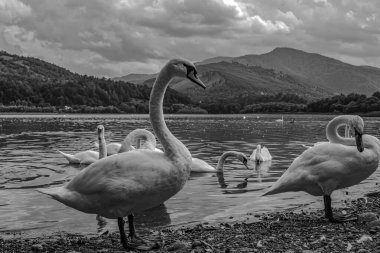 Gölün kıyısında beyaz kuğular