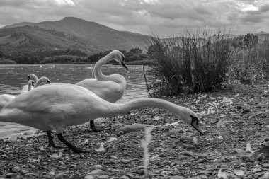 Gri tonlu göldeki kazların görüntüsü.