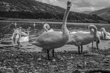 Balaton Gölü 'ndeki Kuğular - Siyah ve Beyaz
