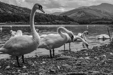 Göldeki beyaz kuğuların siyah beyaz görüntüsü