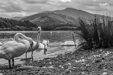 Sahilde siyah beyaz kuğular