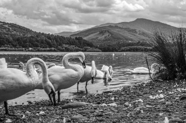 Kuğu dağlarda gölün kıyısında