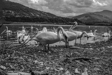 Gölde genç bir kuğunun siyah beyaz fotoğrafı.