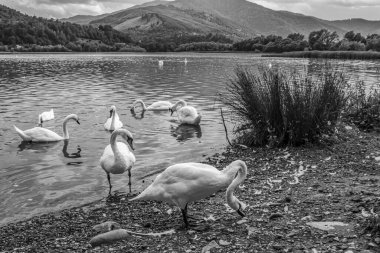 Beyaz kuğular gölde