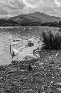 Gölde siyah beyaz kuğular