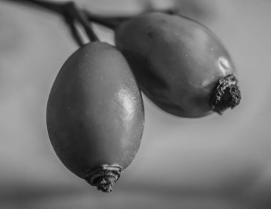 Üzüm demetinin siyah beyaz fotoğrafı