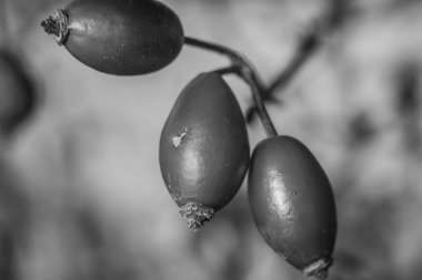 Orman, Karpatlar, Doğa Fotoğrafları - Avrupa, Doğu Avrupa, Romanya 