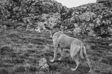 köpek çimenlerde yalan