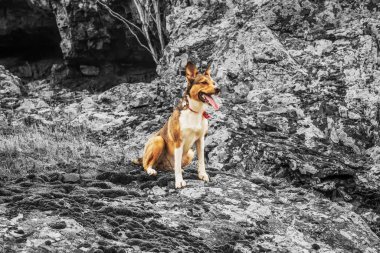 Ormandaki bir köpeğin siyah beyaz portresi.