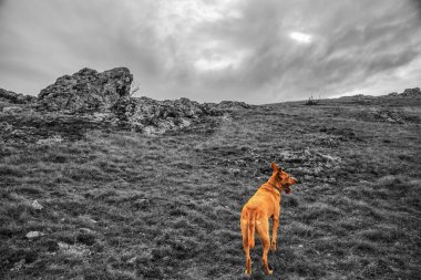 Dağlarda yürüyen köpek.