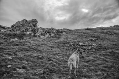 Sabahları dağlarda kayalıklardaki köpek. siyah ve beyaz