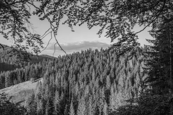 Orman, Karpatlar, Doğa Fotoğrafları - Avrupa, Doğu Avrupa, Romanya 