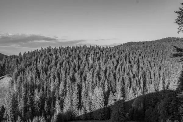 Orman, Karpatlar, Doğa Fotoğrafları - Avrupa, Doğu Avrupa, Romanya 