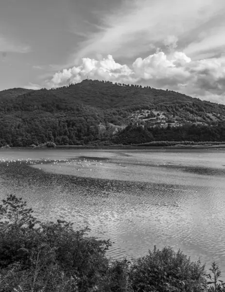 Ormandaki nehrin güzel manzarası