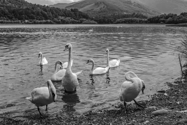 Gölde beyaz kuğular