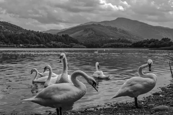 Dağlarda gölü olan güzel bir manzara.