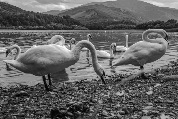 Siyah beyaz gölde kuğu.