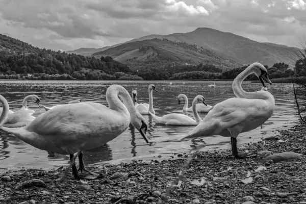 Gölde güzel beyaz kuğular