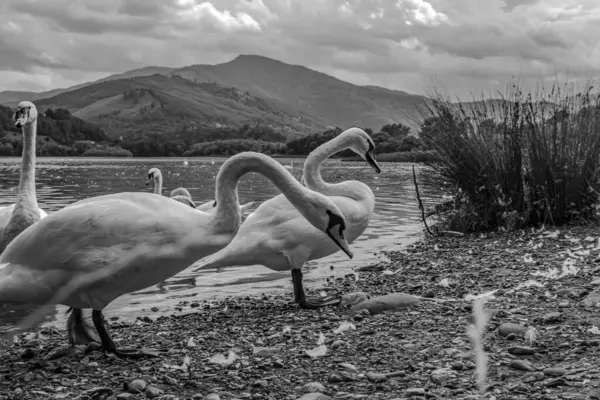 Gölde bir kuş sürüsü