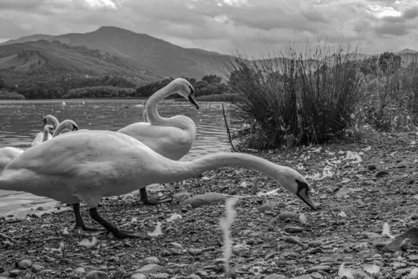 Gri tonlu göldeki kazların görüntüsü.