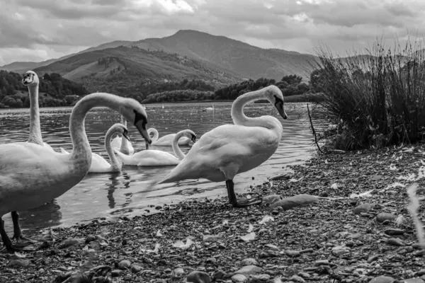 Göldeki beyaz kuğu