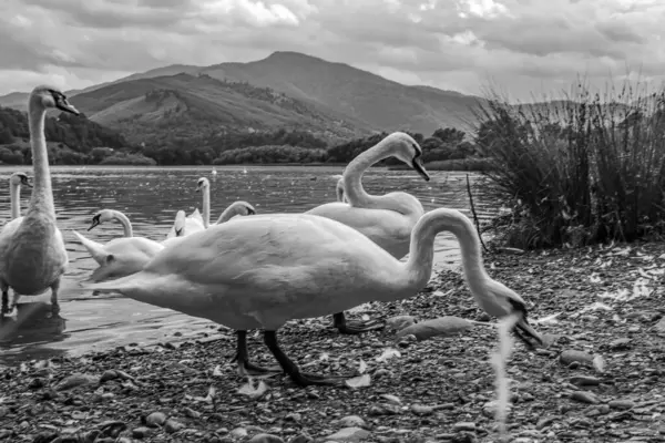 Gölde güzel bir kuğu