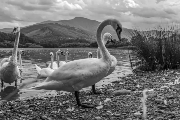 Göldeki güzel kuğuların siyah beyaz görüntüsü