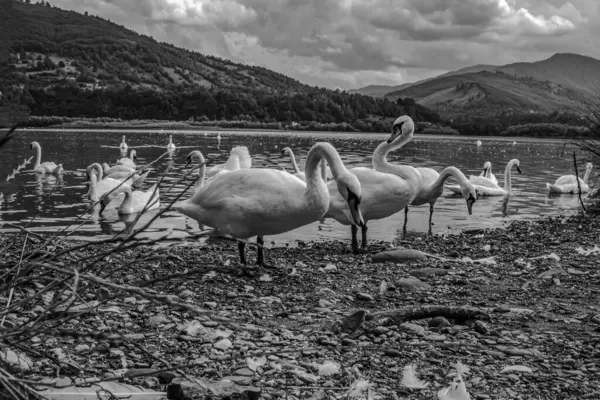 Gölde genç bir kuğunun siyah beyaz fotoğrafı.