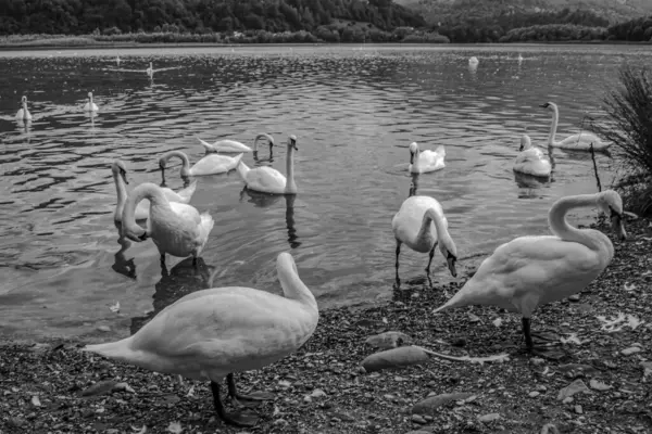 Dağlardaki gölde kuğular