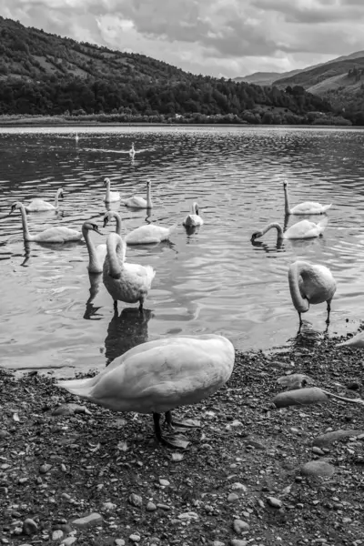 Beyaz kuğu ve gölde bir kuğu sürüsü.