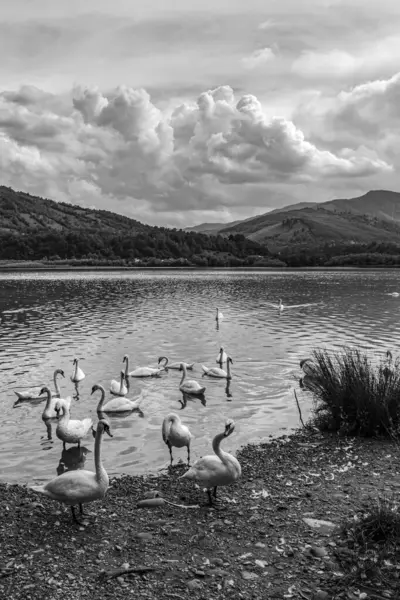Dağlardaki siyah gölde beyaz kuğular