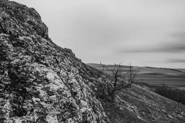 bir ağacın siyah beyaz fotoğrafı
