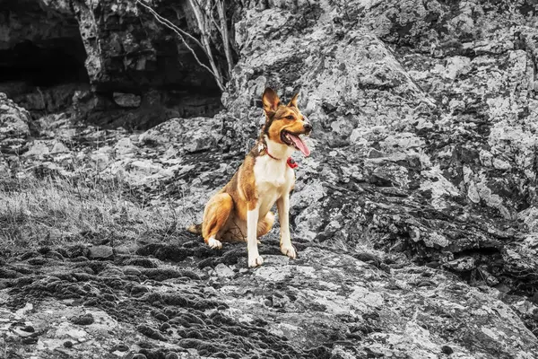 Ormandaki bir köpeğin siyah beyaz portresi.