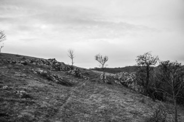 bir ağacın siyah beyaz fotoğrafı