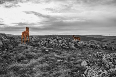 Karpatya tepelerinde bir koyun sürüsünün güzel bir görüntüsü.