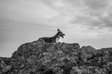 Kayalıklarda yatan köpek