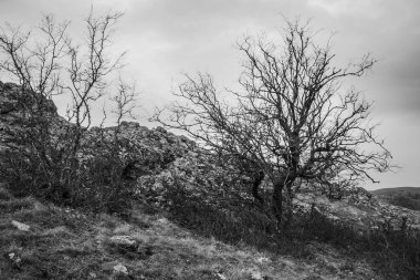 Güzel sonbahar manzarası, siyah beyaz fotoğraf