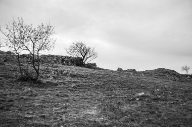 Ağacı olan güzel bir manzara