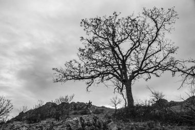 Doğanın güzel manzarası