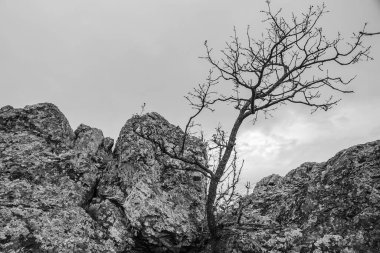 Ormandaki siyah beyaz bulutlar ve ağaçlar