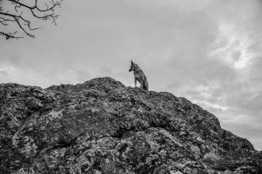 Köpek dağın tepesinde oturuyor.