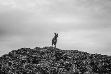 Bir dağ köpeğinin dikey görüntüsü.