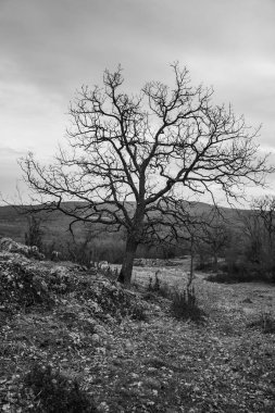 Tarladaki ağaç, siyah ve beyaz.