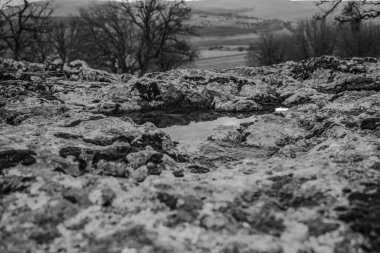Tahta çitin karlı siyah beyaz fotoğrafı.