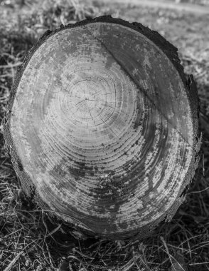 Ağaç kütüğü kesimi