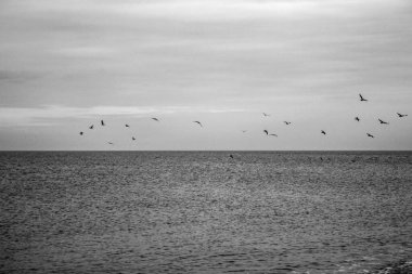 Karadeniz 'de siyah beyaz renkli martılar, Karadeniz