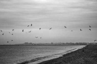 Martı gökyüzünde uçuyor.