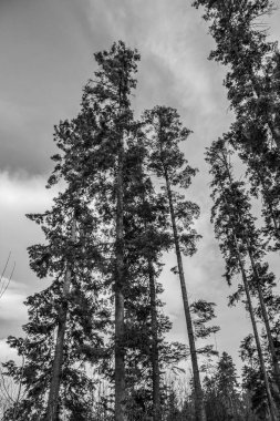 Doğanın güzel manzarası